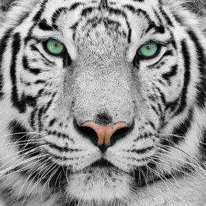 tigre blanc unoin tai chi chuan